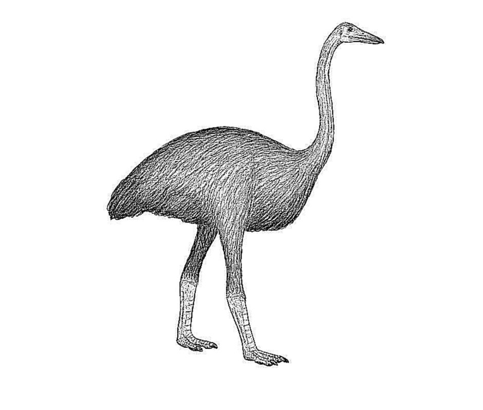 Robustus МОА