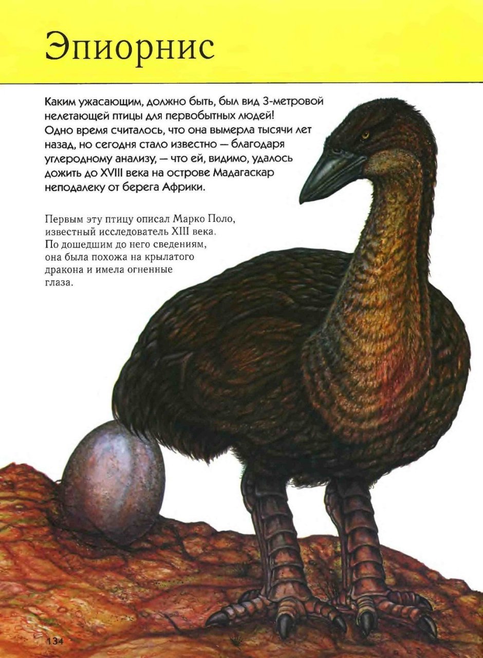 Яйцо Эпиорниса и яйцо Колибри