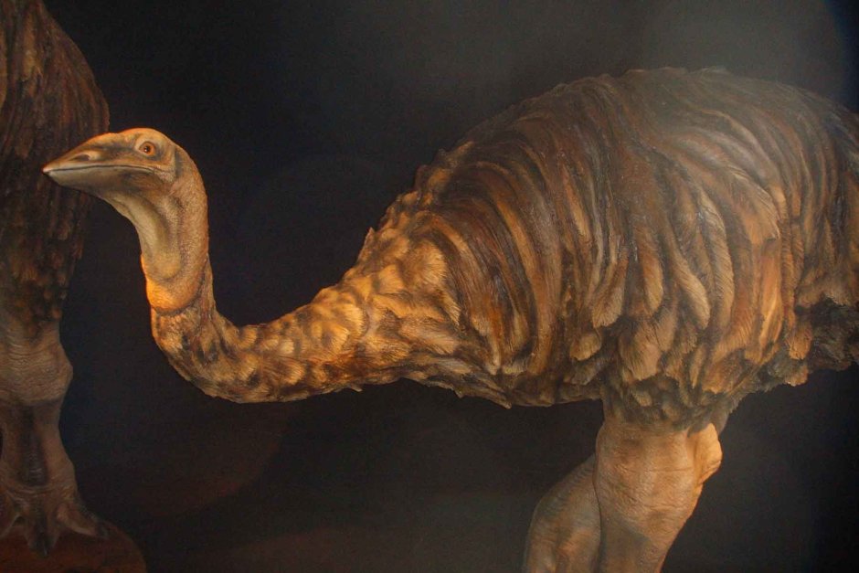 Elephant Bird перевод