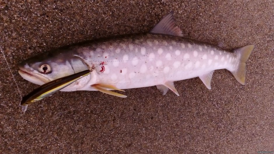 Кунджа рыба