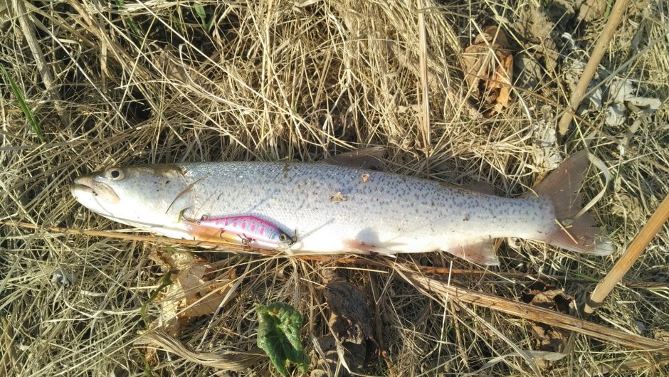 Кунжа Итуруп