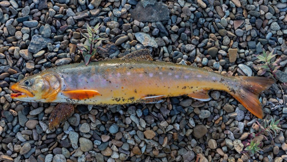 Арктический голец рыба