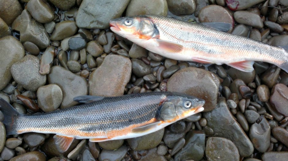 Дальневосточная красноперка Угай