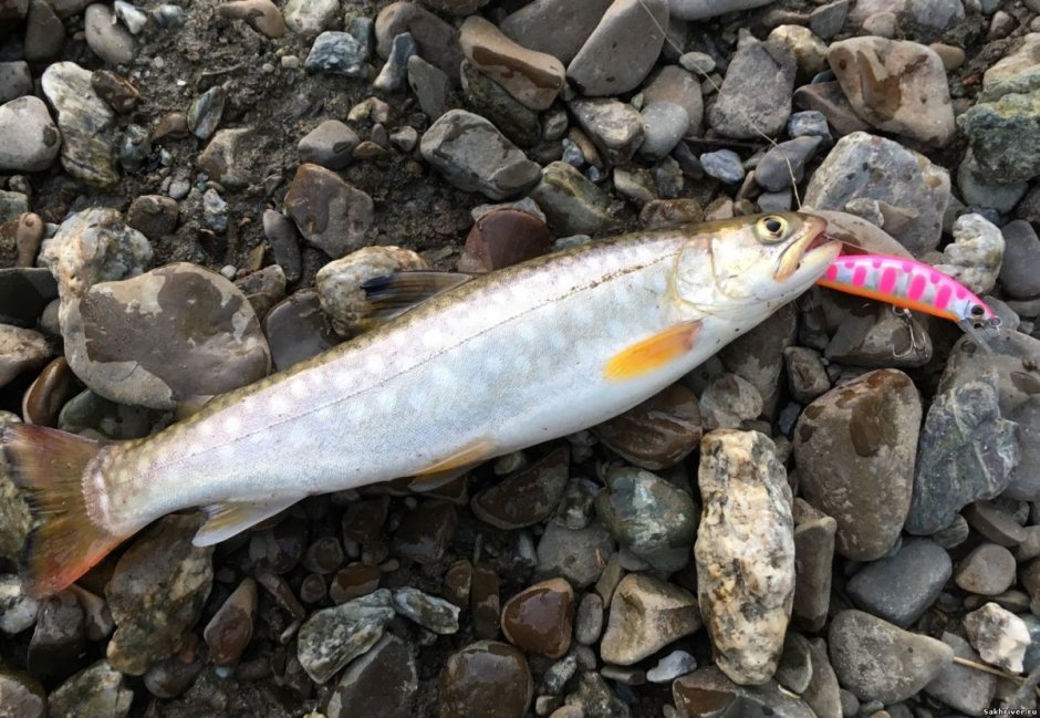 Рыба голец кунджа