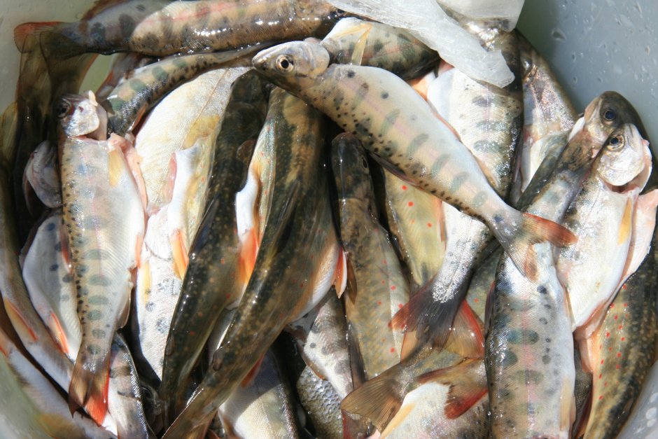 Подкаменка Сахалинская