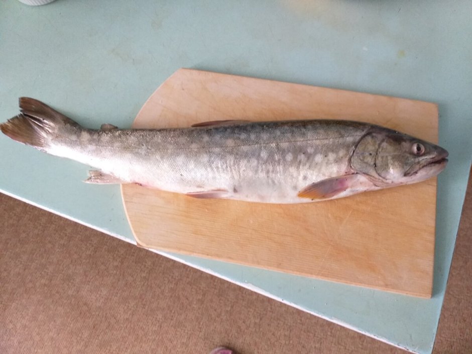 Кунджа Сахалинская рыба