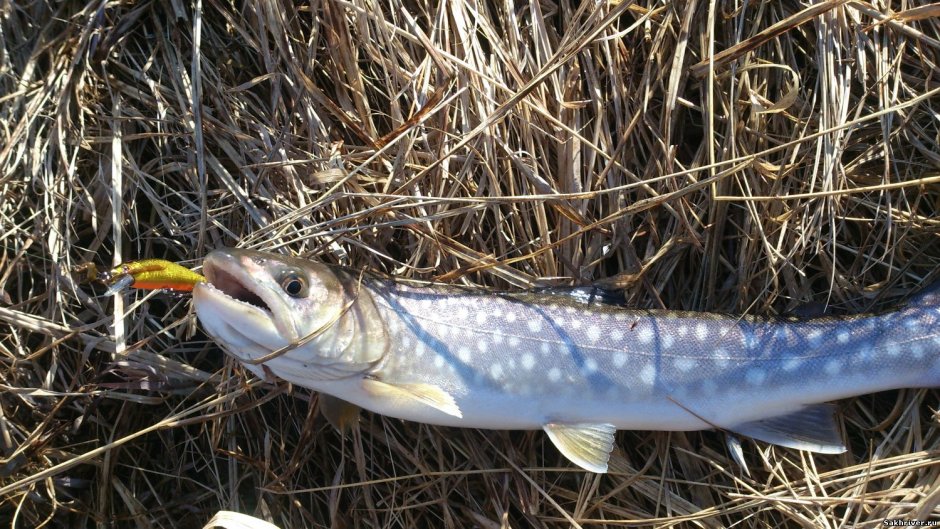 Кунджа рыба