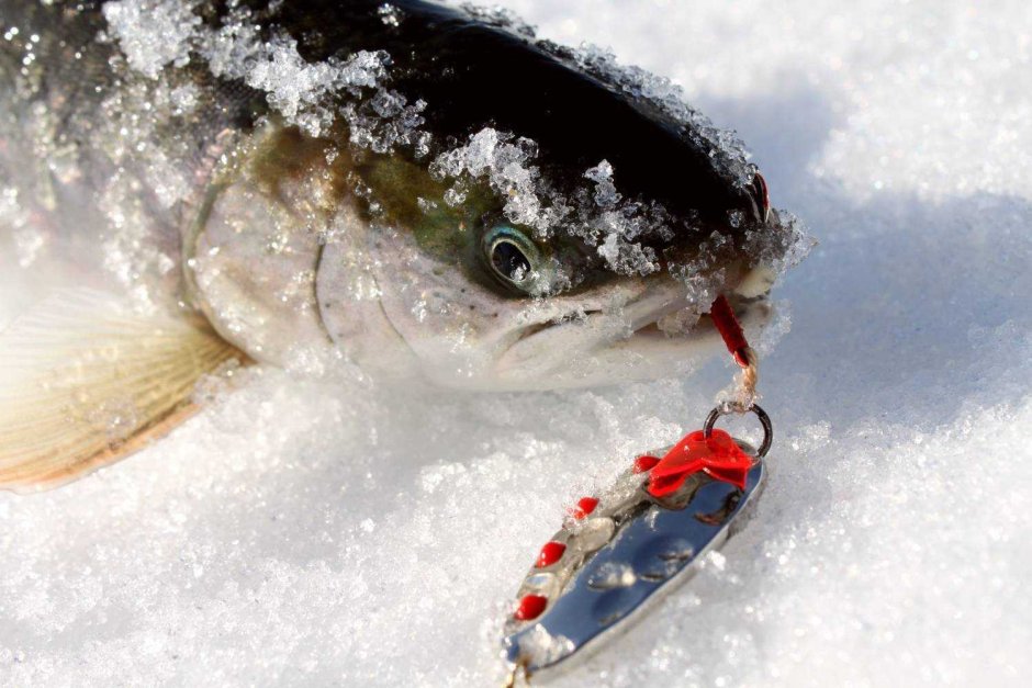 Рыба голец зимняя рыбалка