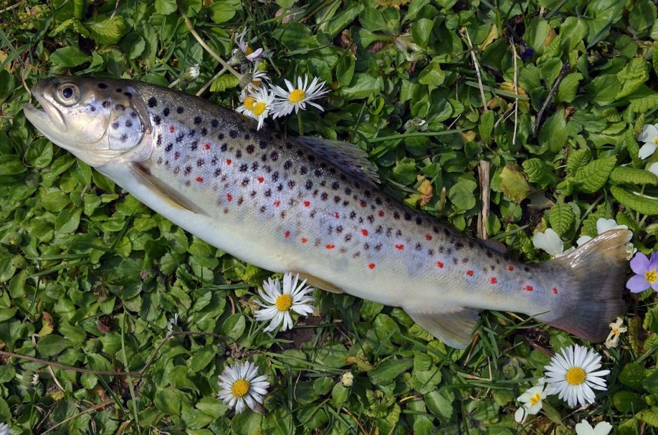 Балтийская кумжа