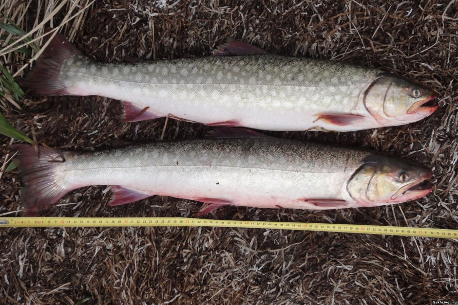 Голец кунджа