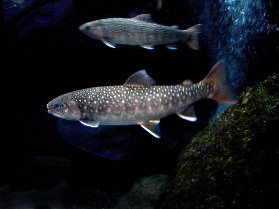 Голец кунджа