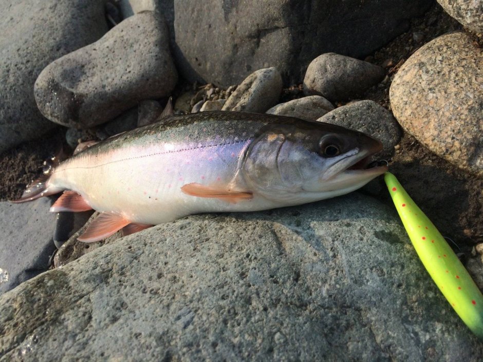 Рыба Приморья