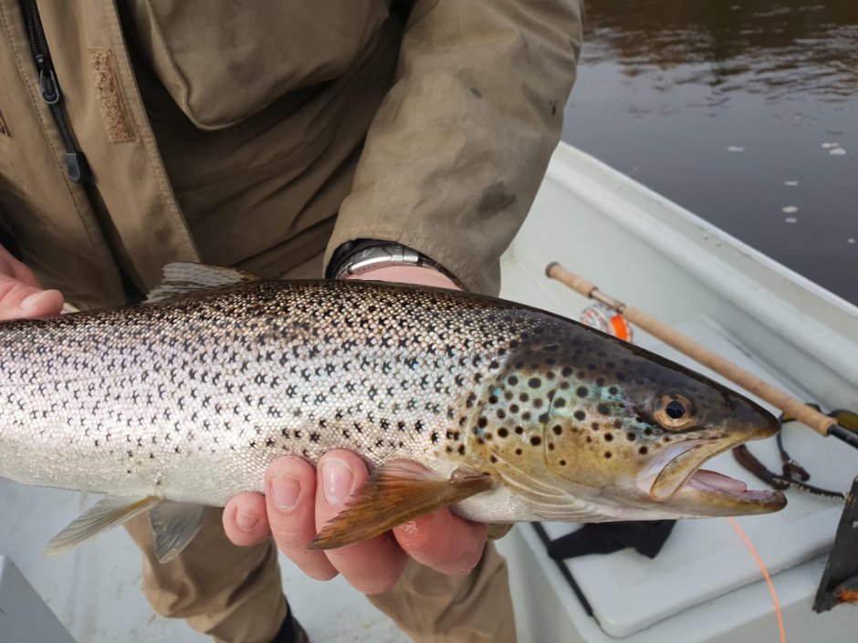 Кумжа тундра