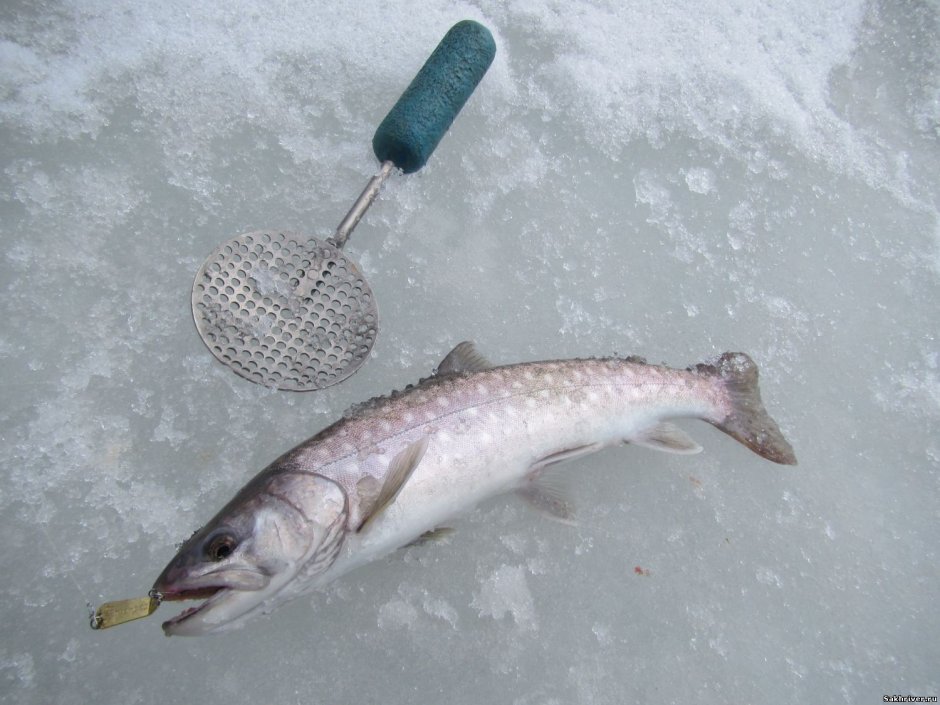 Сахалинская кунджа