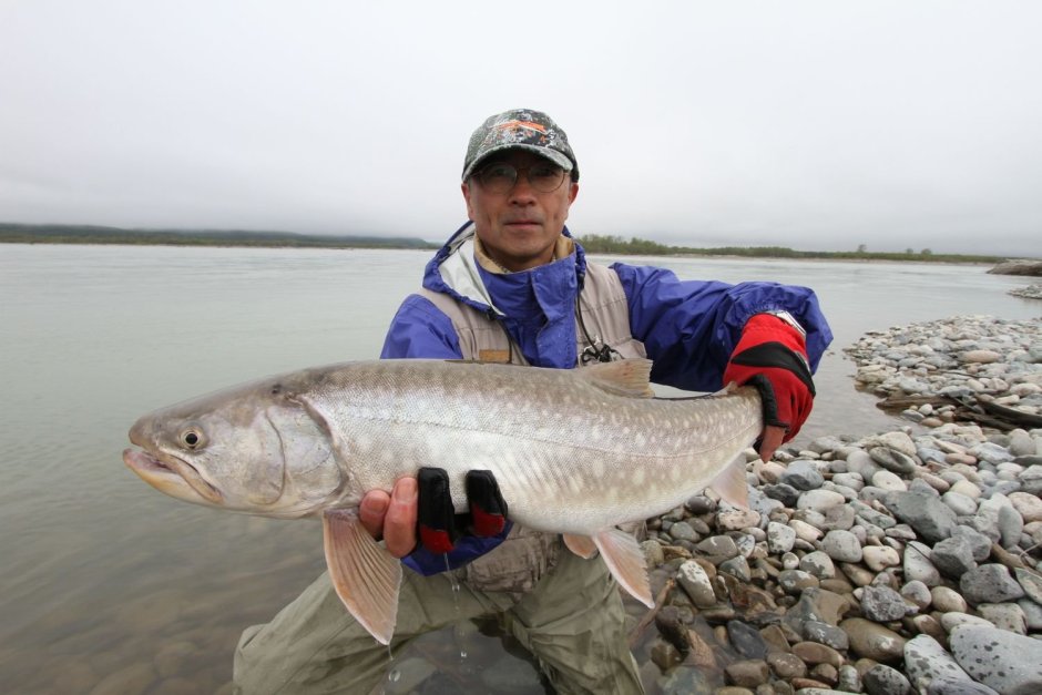 Кунджа крупная