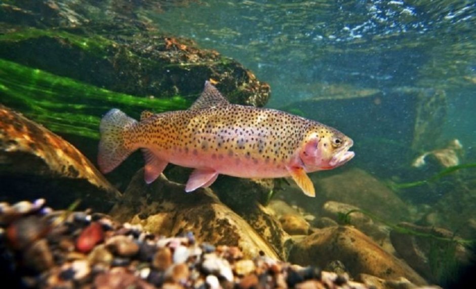 Озерная форель (Радужная, кумжа)