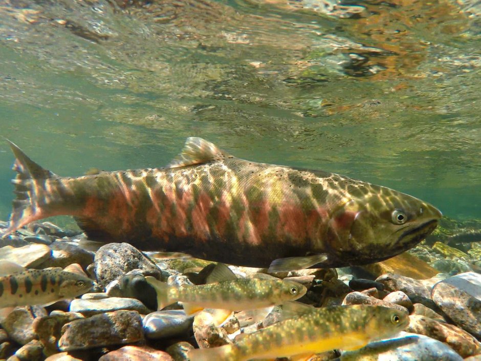 Лосось Приморский край