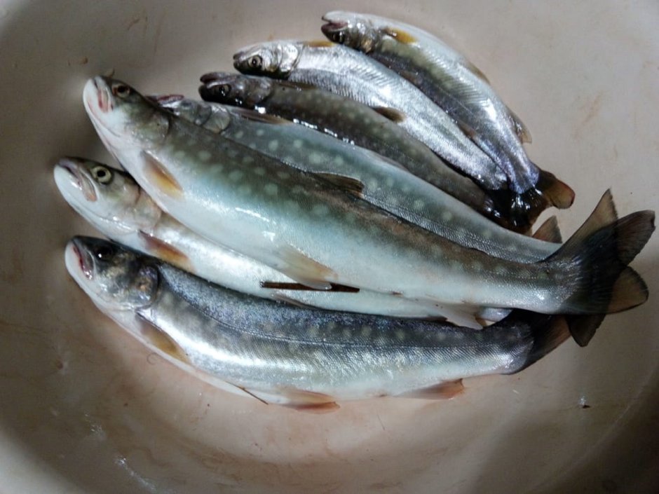 Форель кунджа