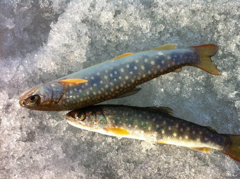 Голец кунджа