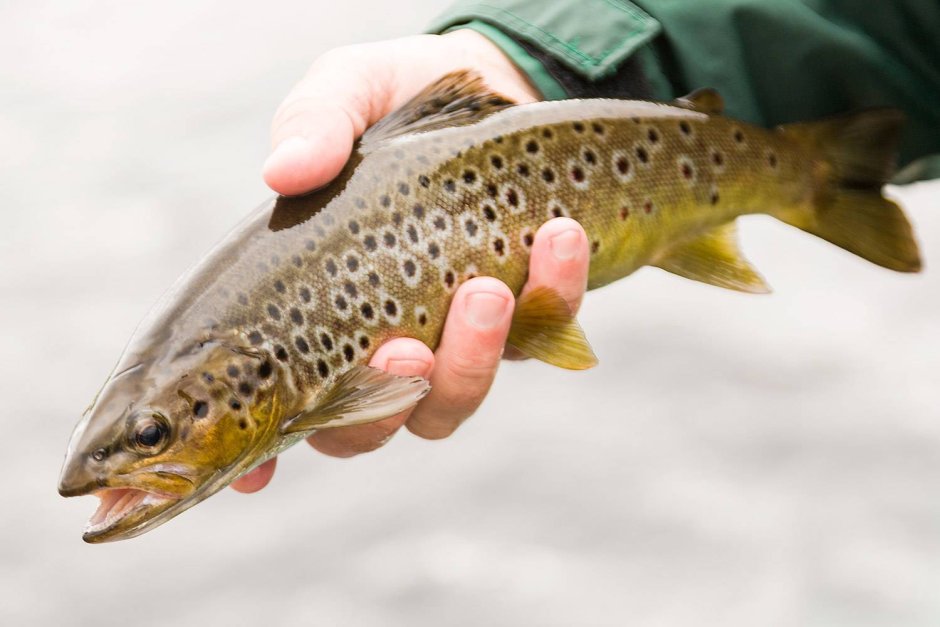 Черноморский лосось кумжа