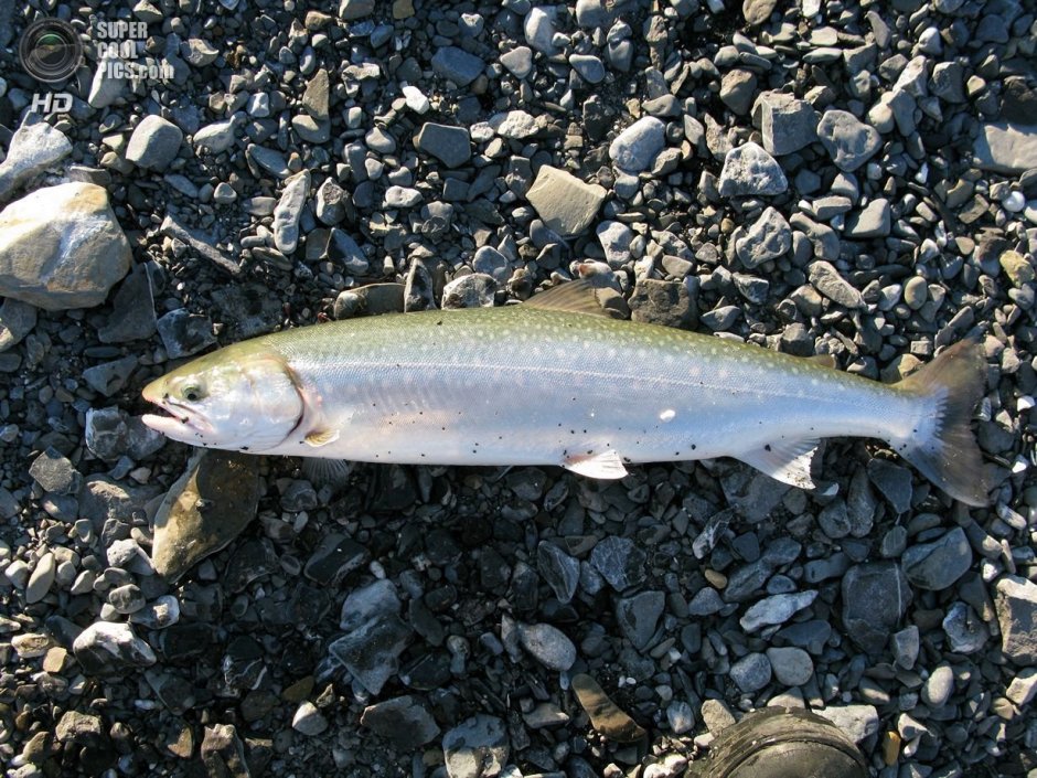 Голец Тихоокеанский