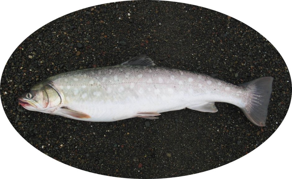 Кунджа (Salvelinus leucomaenis)
