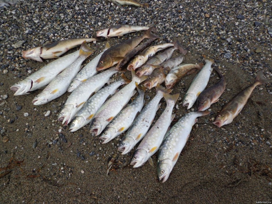 Кунжи рыба курильская