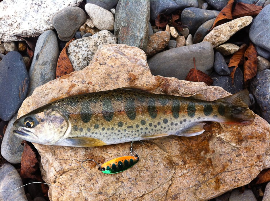 Ручьевая форель пеструшка