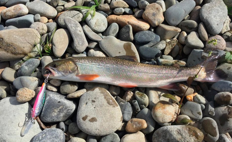 Форель голец