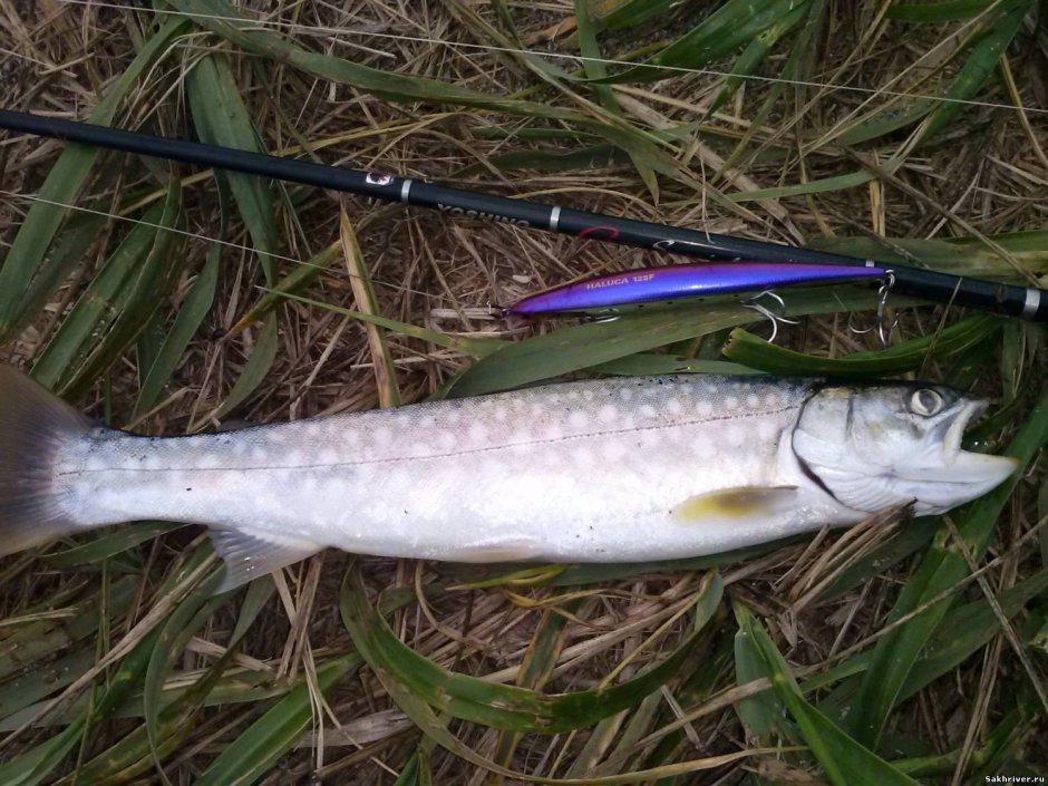 Фотография кунжа Сахалинска