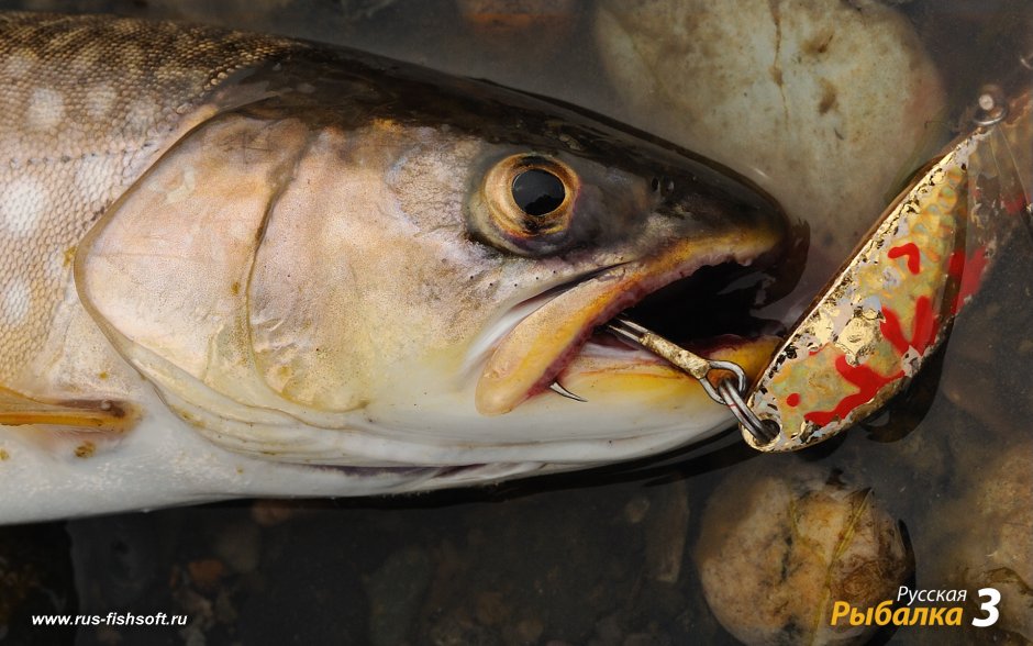 Кунджа (Salvelinus leucomaenis)