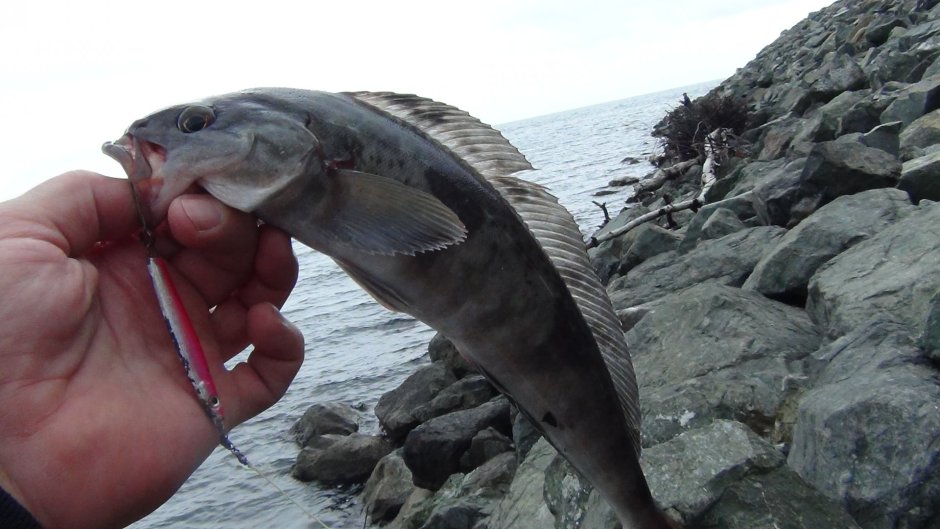 Пилкер для ловли окуня терпуга