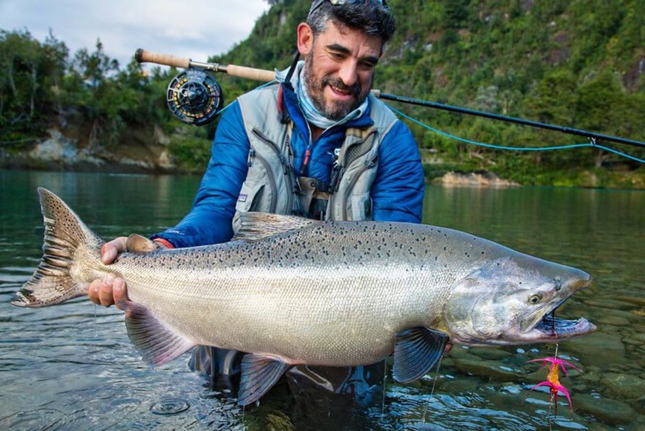 Рыба Камчатки чавыча