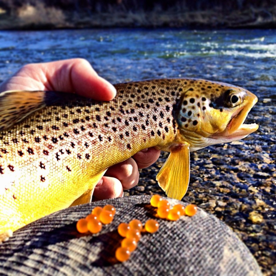 Озерная форель кумжа