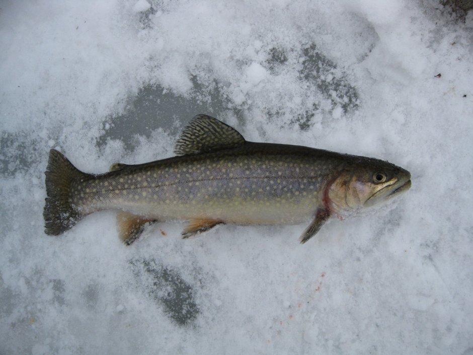Палия рыба Ладожская