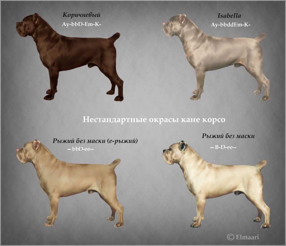 Родословная Кане Корсо
