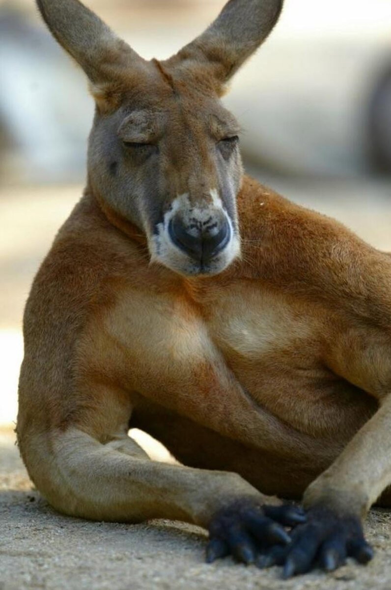 Кенгуру с детенышем в сумке