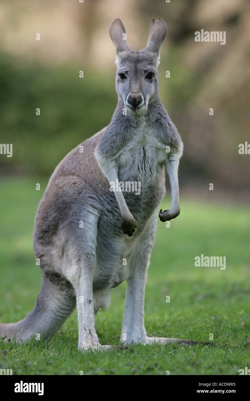 Самец кенгуру самка кенгуру