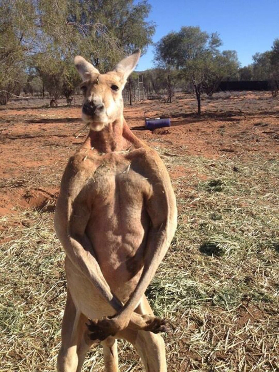 Кенгуру вид сбоку