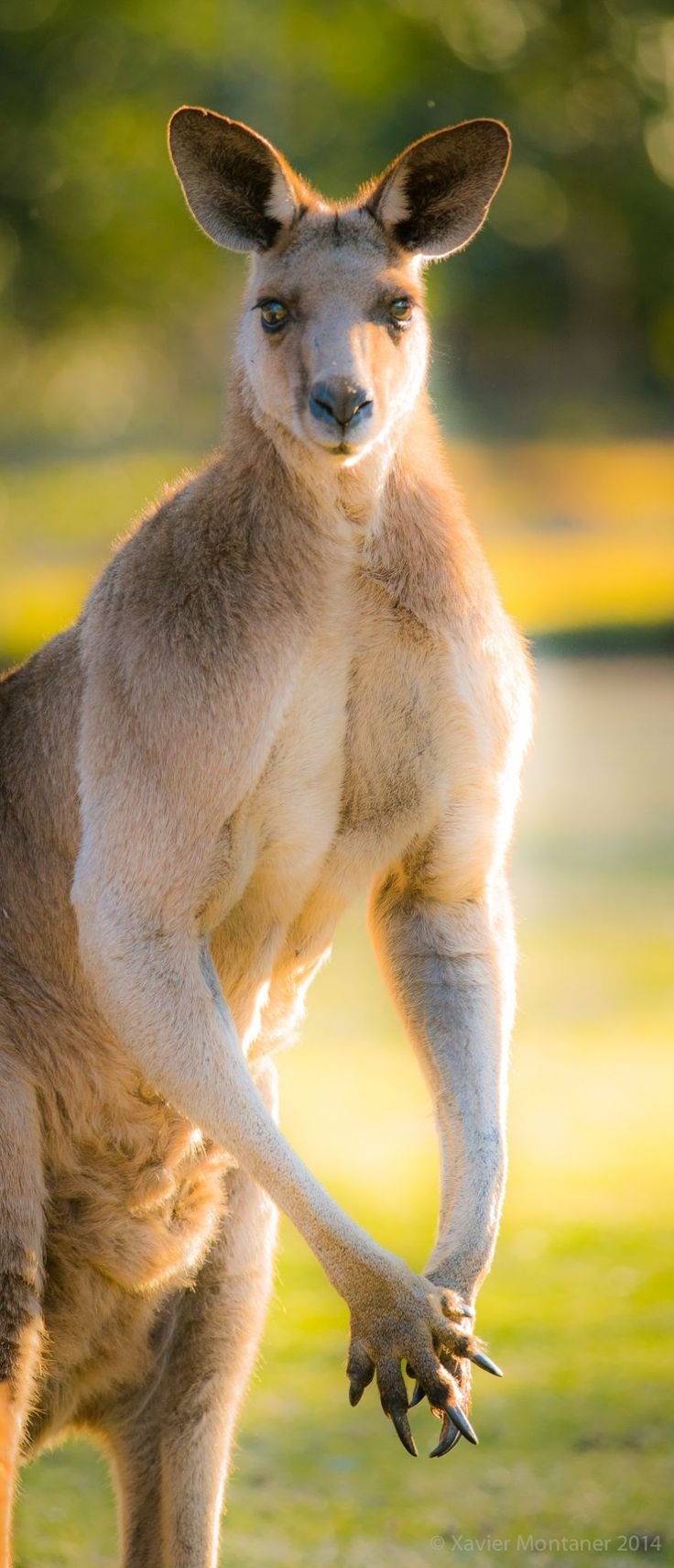 Рыжий кенгуру Австралии