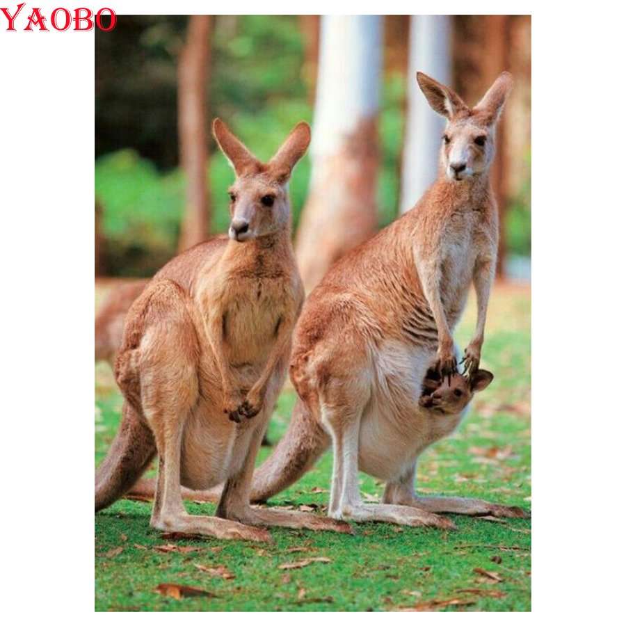 Австралия Сидней кенгуру