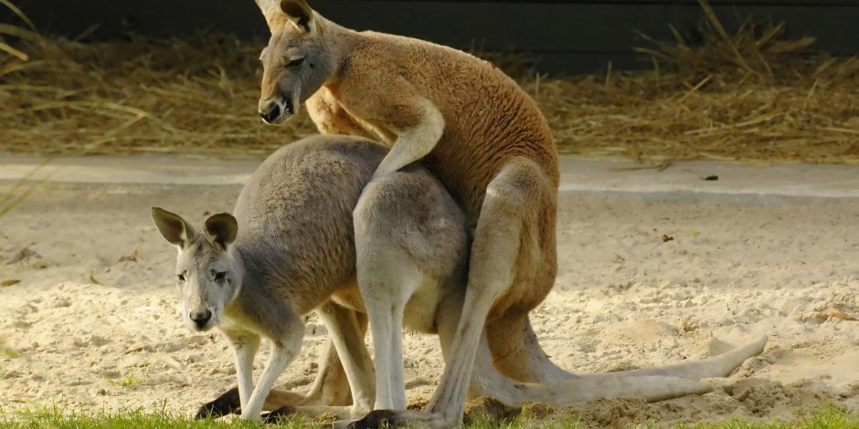 Кенгуру с кенгуренком