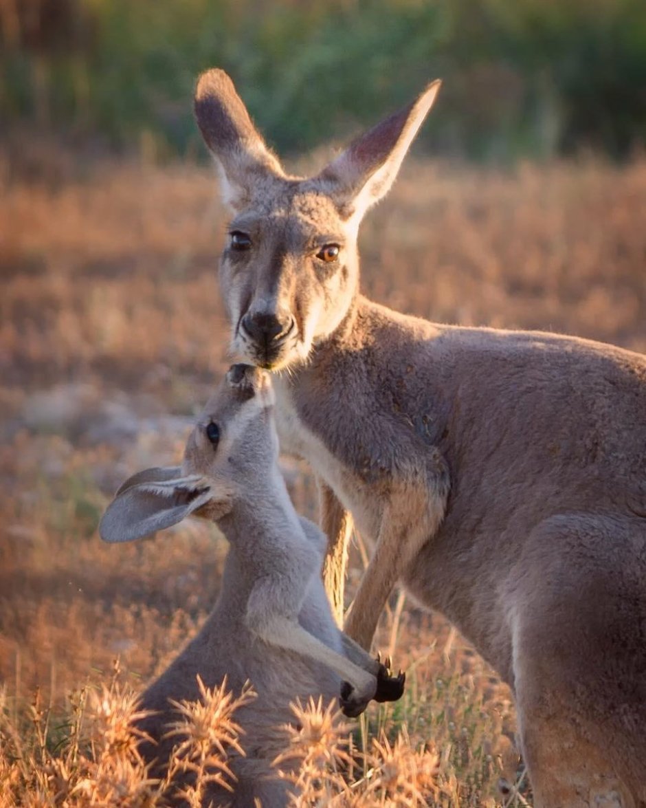 Кенгуру самец