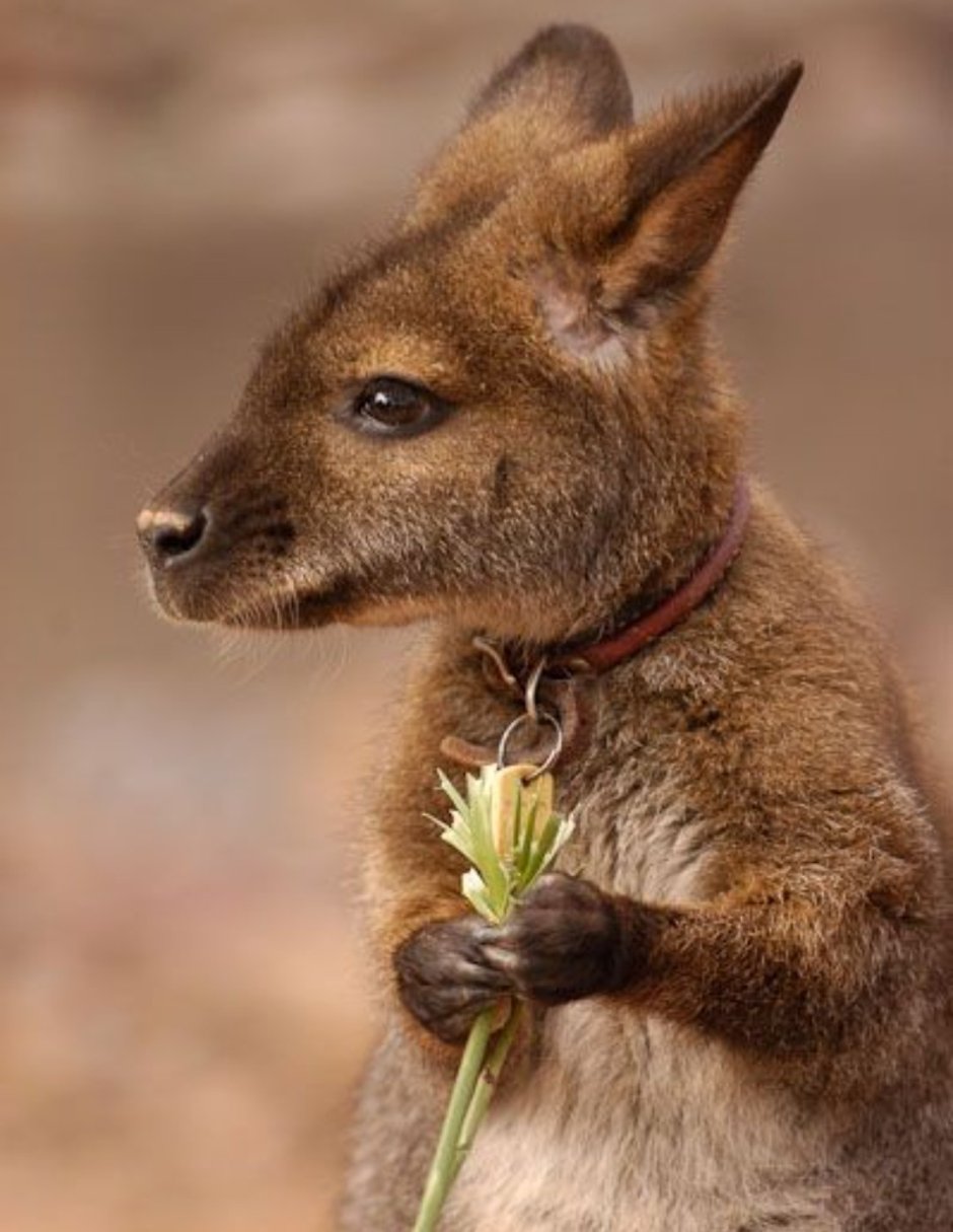 Тасмания кенгуру