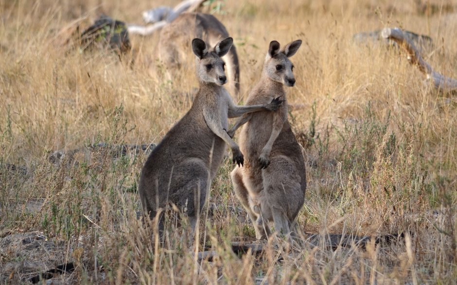 Кенгуру лежит