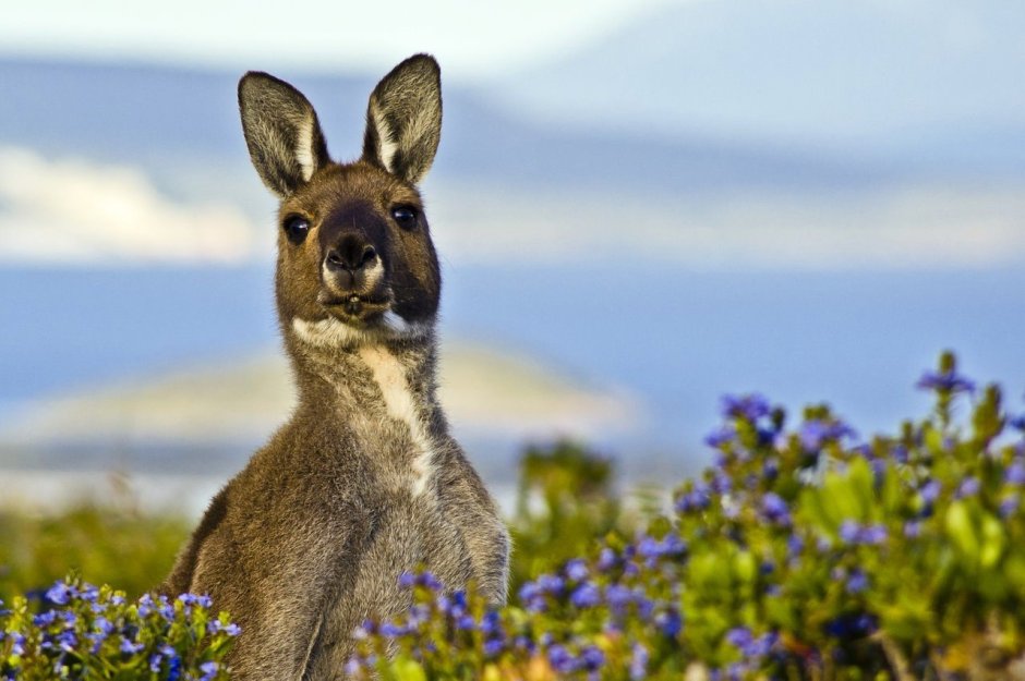 Щетинохвостый кенгуру Австралия