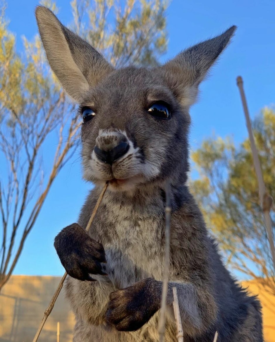 Вес кенгуру