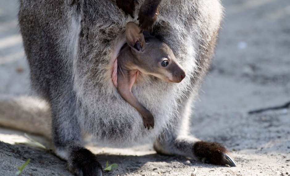 Кенгуру животное самец