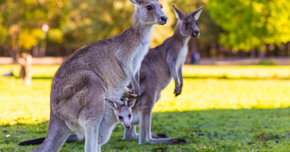 Vanilla Ice - большой рыжий кенгуру