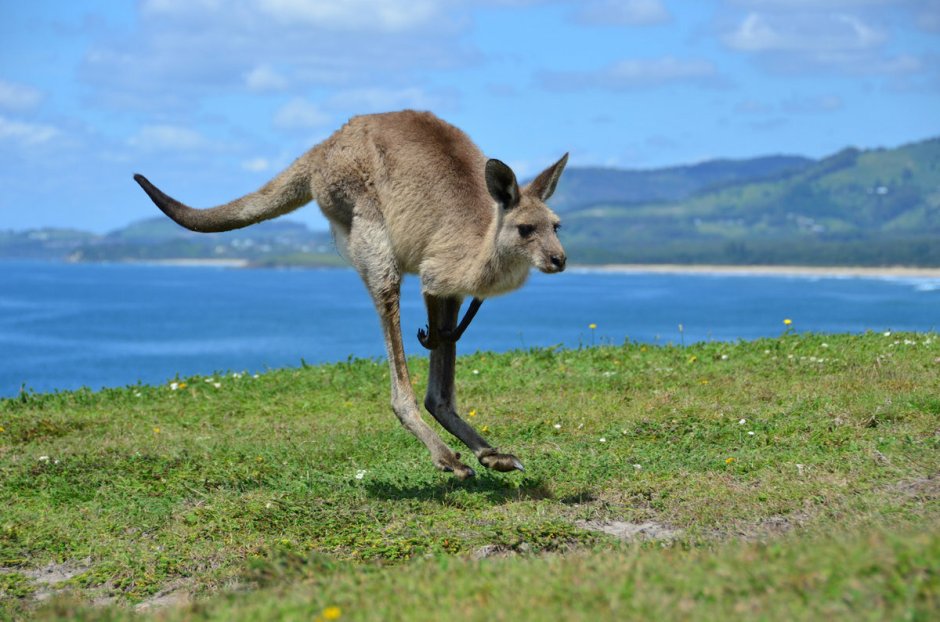 Кенгуру Джесси